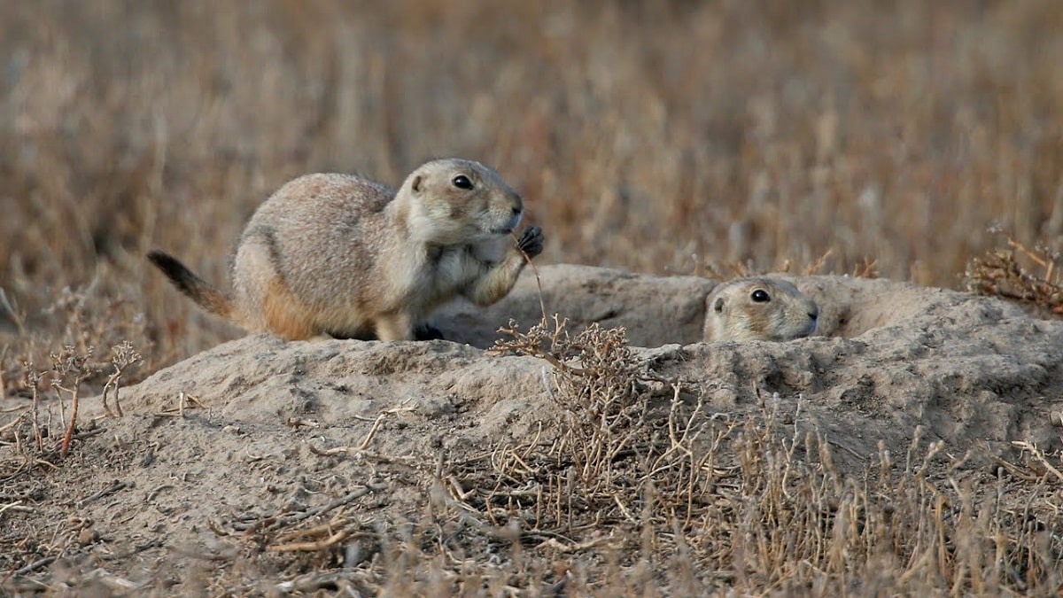 Bubonic Plague In Colorado Get India News