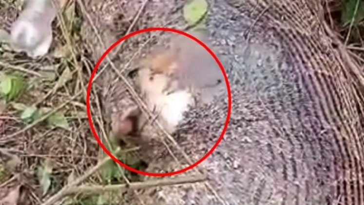 VIDEO: Python Exploded Stomach After Eating Cow Video Goes Viral | Get ...